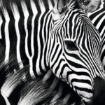 Wanddecoratie 'Zebra' van acrylglas