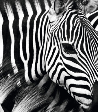 Wanddecoratie 'Zebra' van acrylglas