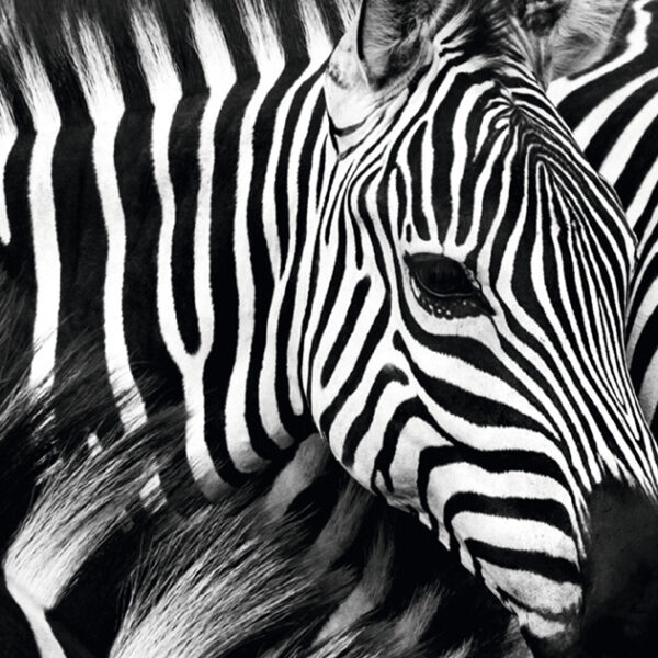 Wanddecoratie 'Zebra' van acrylglas