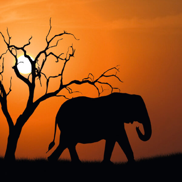 Wanddecoratie 'Uit Afrika', van acrylglas