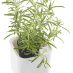 Kruidenpot Eden, breedte: 120 mm, wit