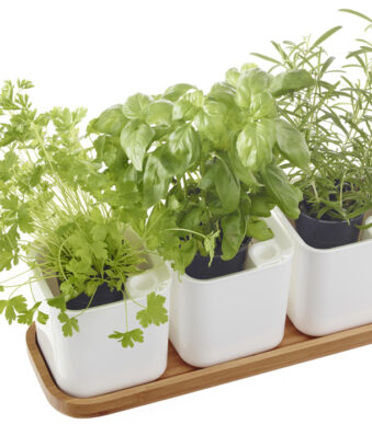 Kruidentuintje EDEN, set van 3, wit