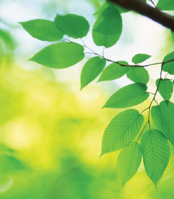 Fellowes muismat van gerecycled materiaal, bladmotief, rechthoekig