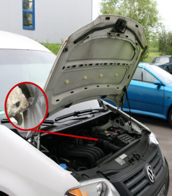 IWH Marter afweermiddel, 12V, met ultrasoon geluid & licht