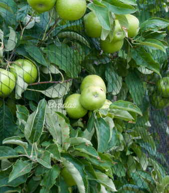Bradas Veiligheidsnet/Vogelnet, geweven, 2 x 5 m, zwart