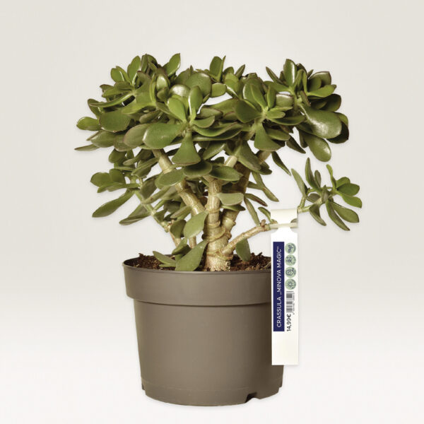 AVERY Zweckform ophanglusjes, folie, 160 x 17 mm, wit