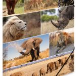 HERMA hoekspanmap ´Afrika Dieren´, van karton, DIN A3